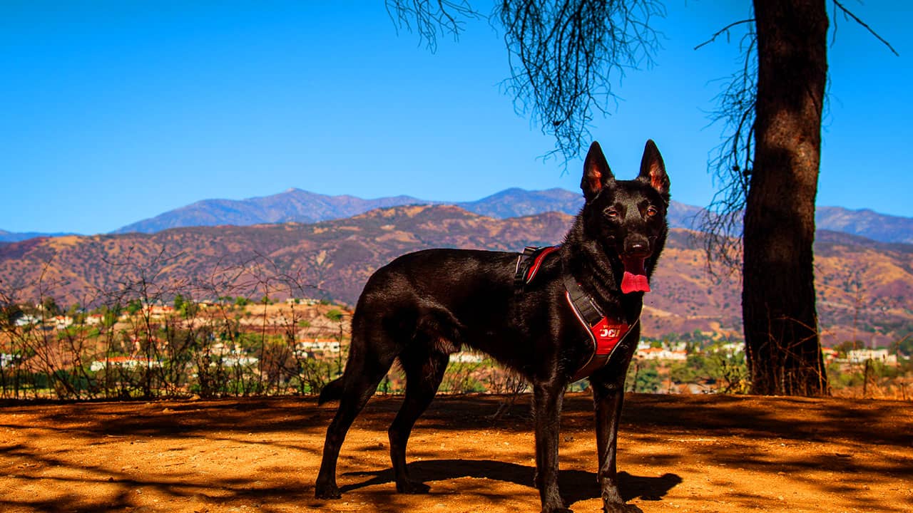 berger malinois