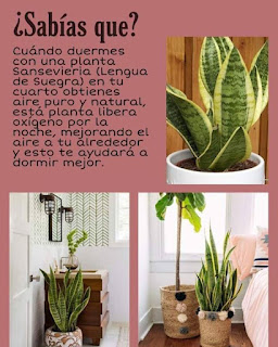 planta Sansevieria