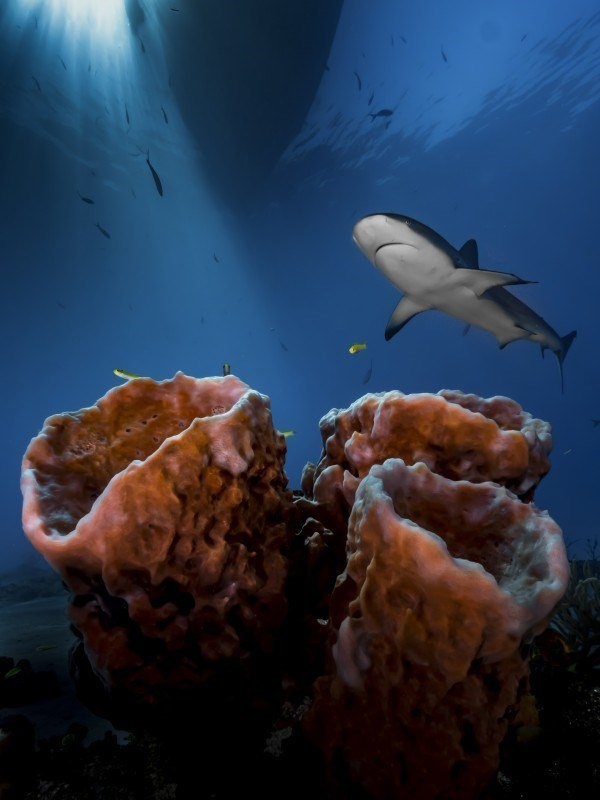 The Best Underwater Photos EVER Taken Show Life From A Different Angle. - Up And Coming Underwater Photographer Of The Year 2016 ‘Three Pillars – Practice, Patience & Luck!’ by Pier Mane from South Africa