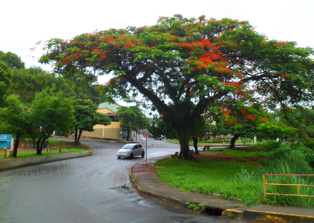 grande pé de flamboyant em praça de Resende RJ