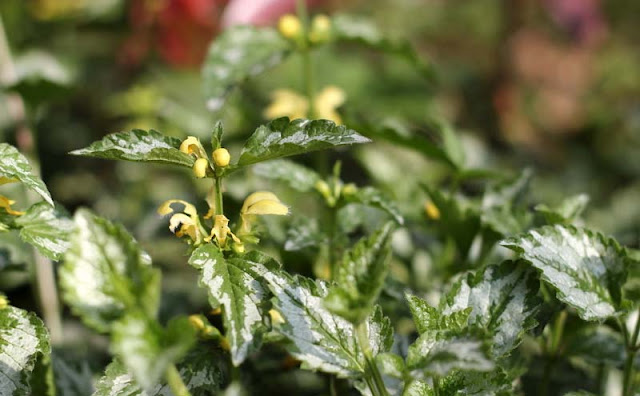 Yellow Archangel Flowers Pictures