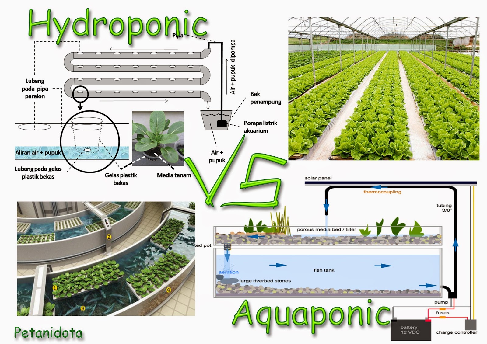 Hydroponic Vs Aquaponic Which is The Best one? | Petani TOP