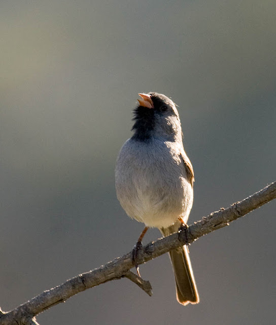 Black-chinned Sparrow