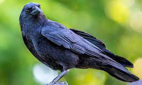 Crow
