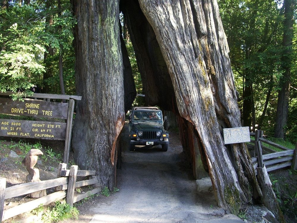 shrine-drive-thru-tree-1