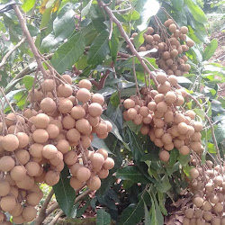 Jual Bibit Buah Lengkeng Pingpong Unggul