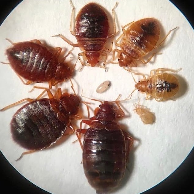 pictures of bed bug eggs