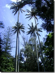 Parque el Chicó