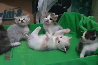 Makanan Kucing Terbaik untuk Ibu dan Anak