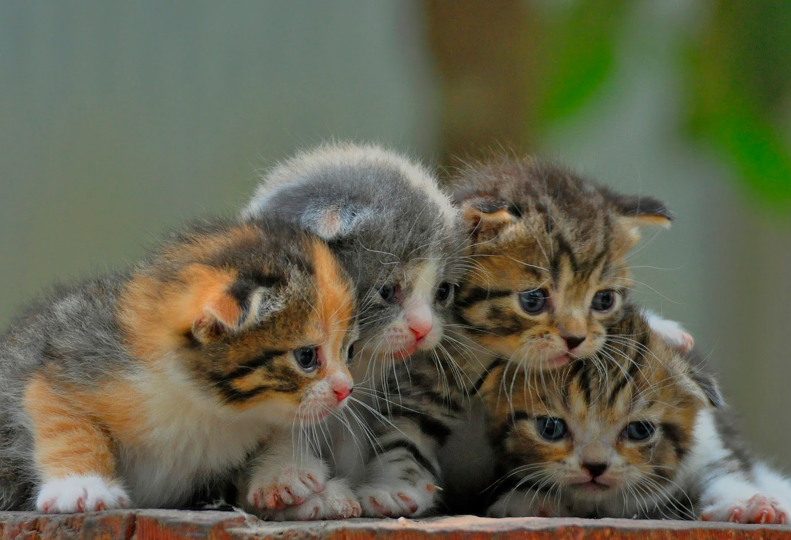 Sukses Beternak Kucing  Ras Kumpulan artikel Kucing  
