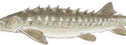 Sturgeon