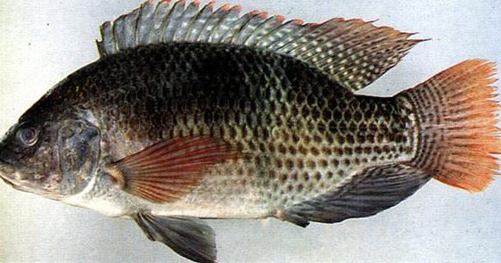 HALAGEL CENTER: Benarkah Gelatin dari sumber Ikan (Fish 