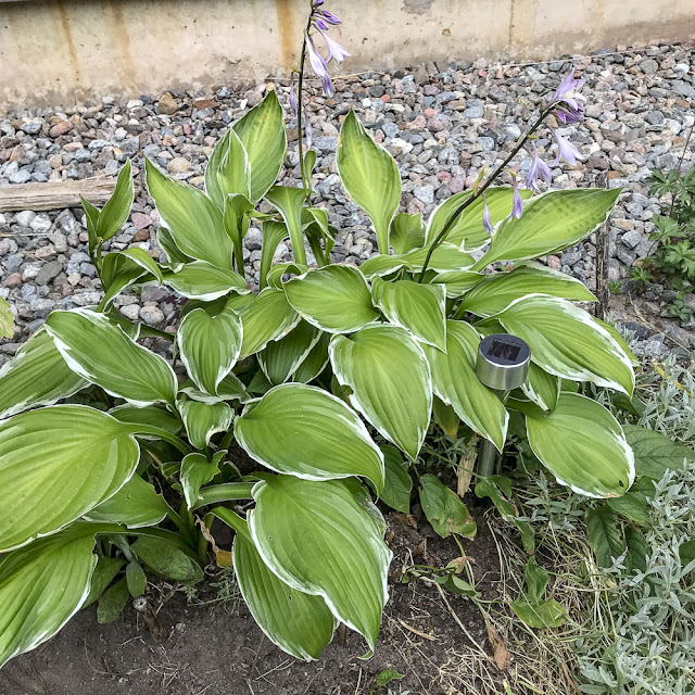 hosta