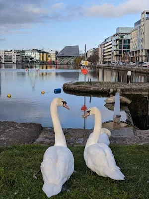 Pair of swans in Grand Canal Dock in Dublin in March