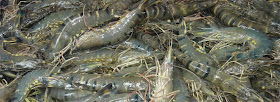 http://www.thedailystar.net/shrimp-farmers-staring-at-losses-55912