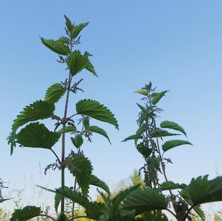 Brandnetel, Urtica dioica, netel, netelkruid, nestel, nietsel