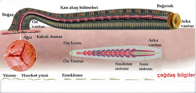 çağdaş bilgiler