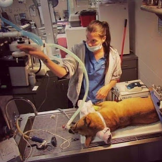 Denuncia de un veterinario