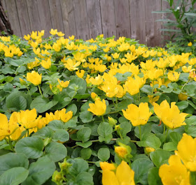 Creeping jenny (Lysimachia numularia)