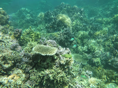 Keindahan bawah laut pulau sapeken