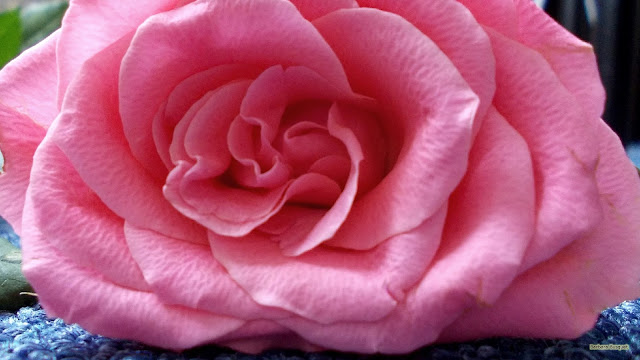 Close-up foto roze roos