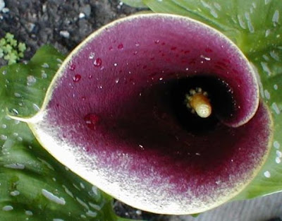 Calla Purple Haze image