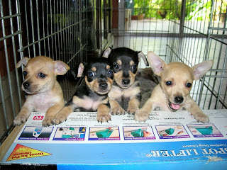 Chihuahua puppies