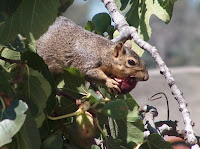 Fig-eating squirrel, photo by Brett Furnau