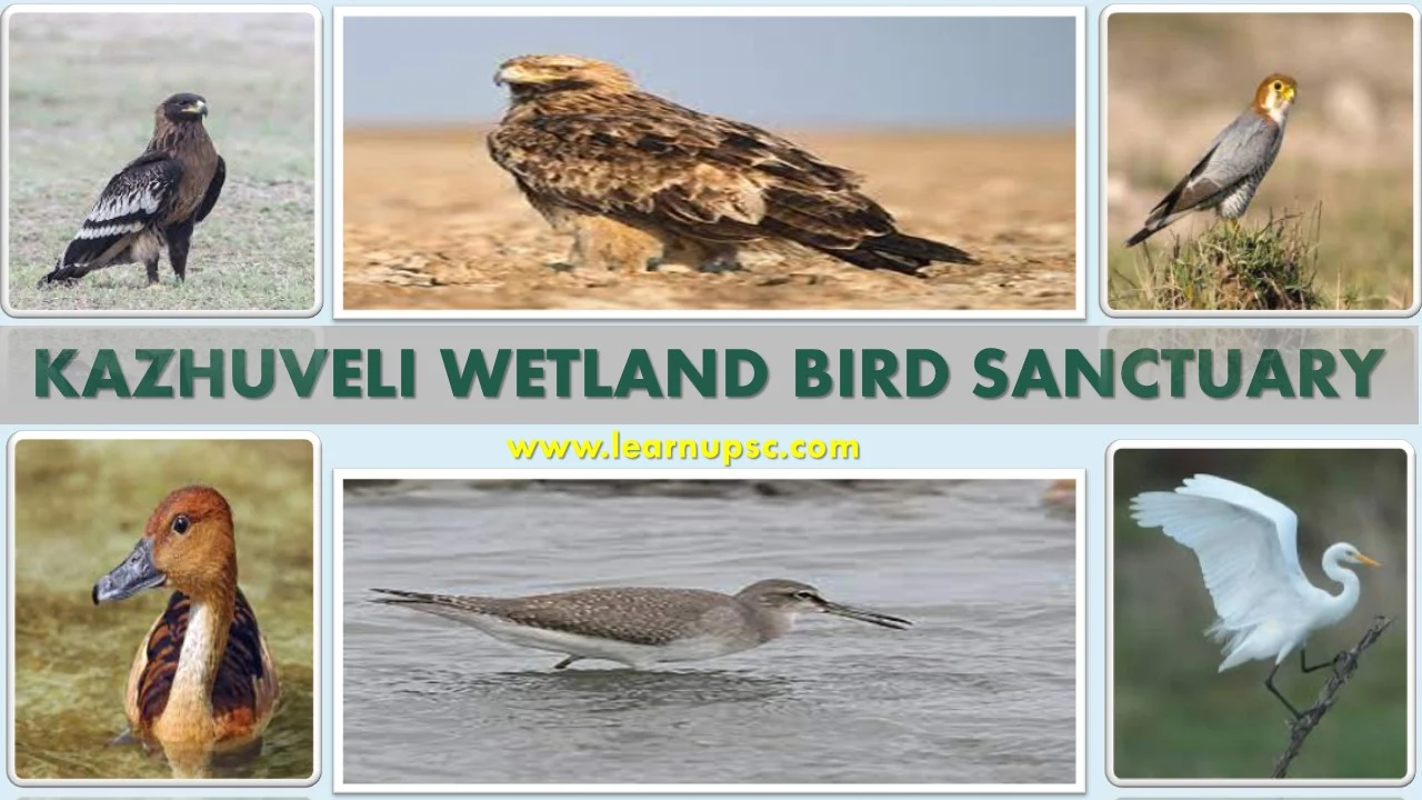 Kazhuveli Wetland Bird Sanctuary