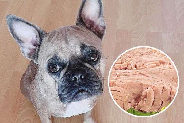 is tuna good for dogs