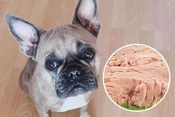 is tuna good for dogs