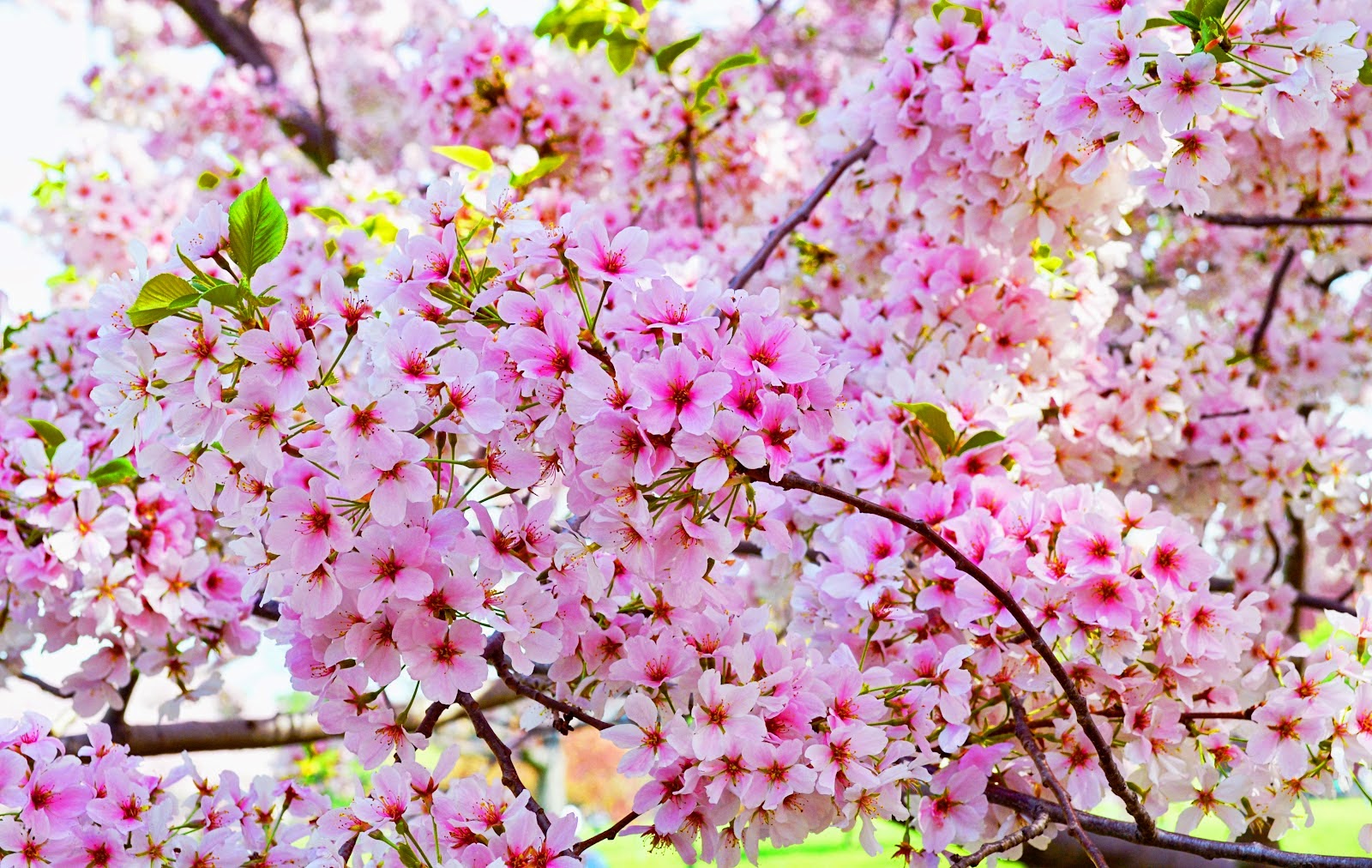 Hewan Lucu 2016 Animasi Bergerak Bunga Sakura Berguguran Images