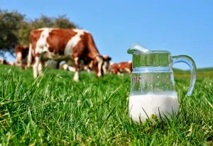 Augmentation des prix du lait de 60 millimes