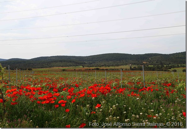 amapolas rebollar