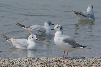 Bonaparte's gull (Chroicocephalus philadelphia)