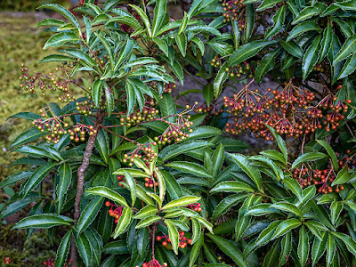 Manryo (Ardisia crenata) fruits: Kaizo-ji