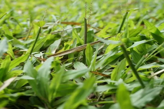 Inilah Cara Hapuskan Rumput Liar Di Halaman Rumah Menggunakan Garam