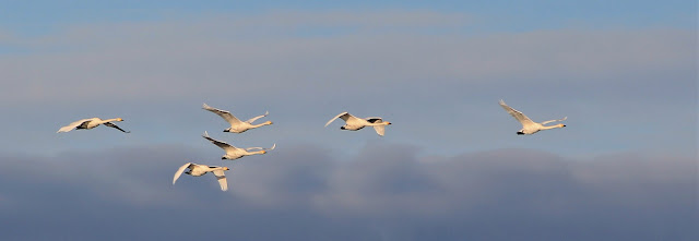 Lens and Cover Blog | Swans Flying