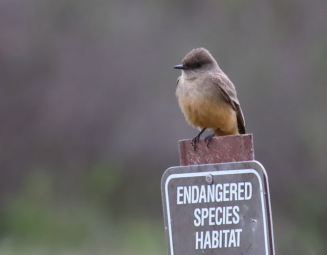 Say's Phoebe