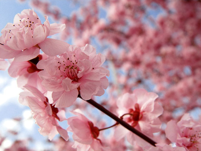 Cherry Blossom Flower Drawing cherry blossom flower drawing