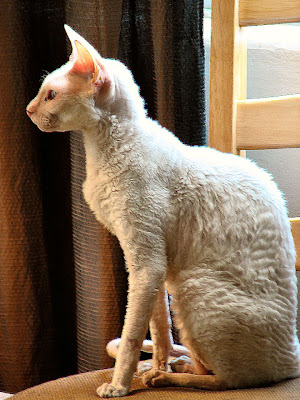 Gambar Kucing Cornish Rex