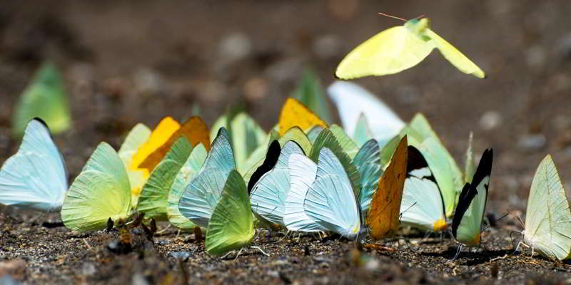 Yellow Butterflyes