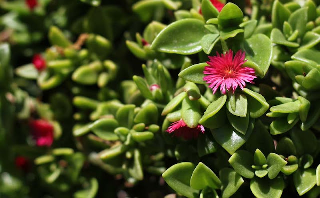 Aptenia Cordifolia Flowers Pictures