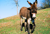 Burro en el rancho - Donkey