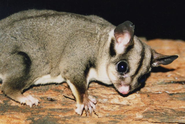 Daftar Harga Sugar  Glider  Hewan  Peliharaan  Lucu Harga Hewan 