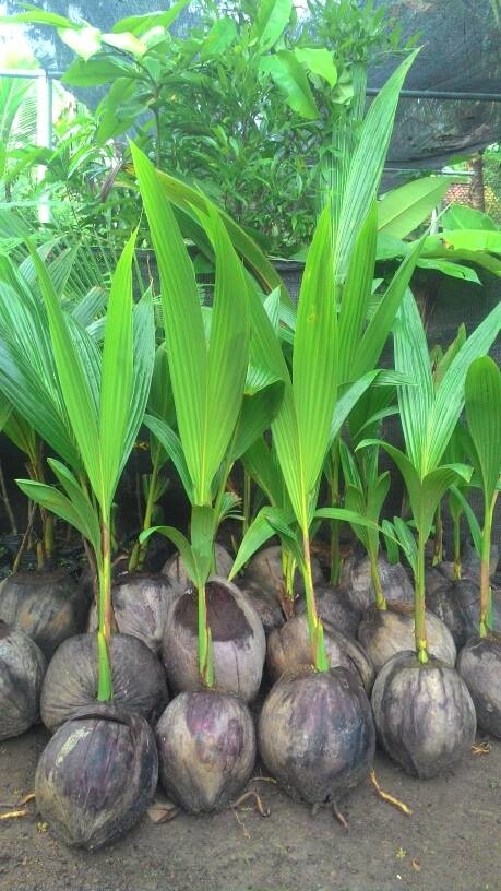 BIBIT KELAPA  WULUNG  Kelapa  Serat Merah GAMBAR  BIBIT 