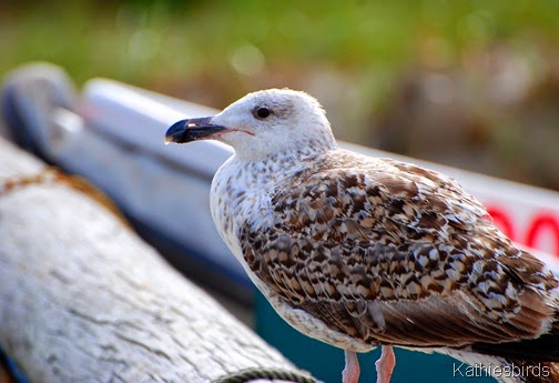 1. juv Great black-backed gull-kab