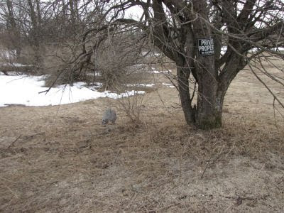 bald-faced hornet nest