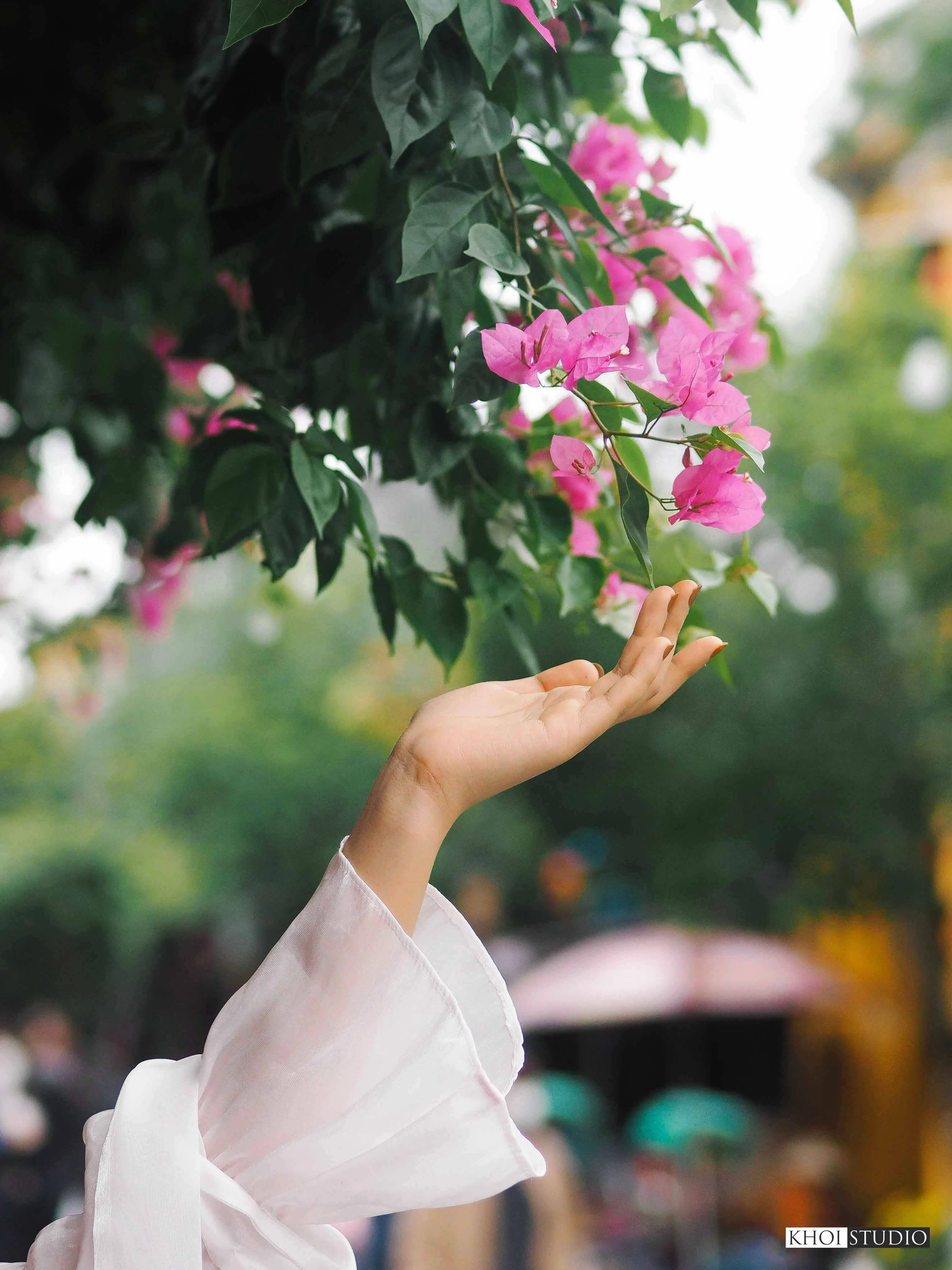 Địa điểm chụp ảnh đẹp 'ngất ngây' với hoa giấy tại phố cổ Hội An