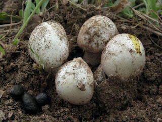 Amanita verna - Oronja blanca